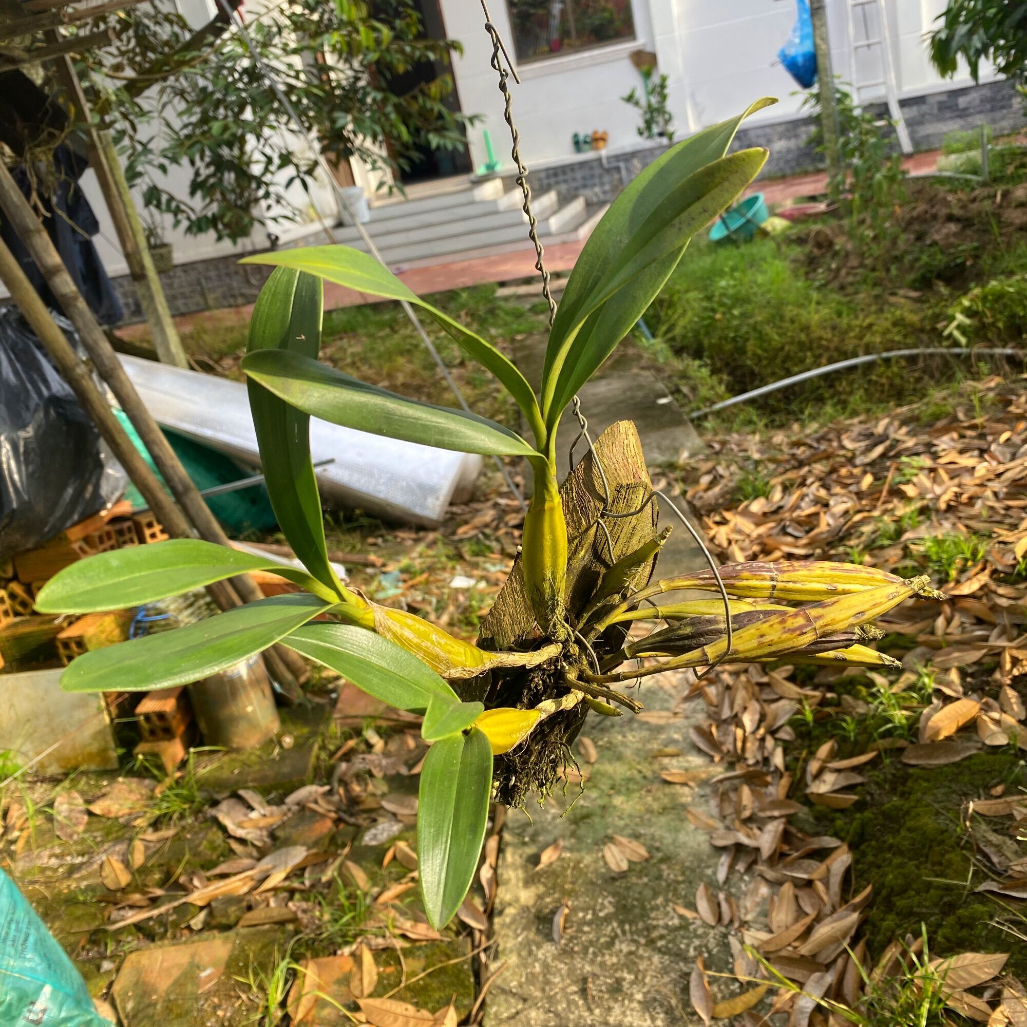 Hoa lan hoàng lạp rừng, trồng thuần - 1 bảng