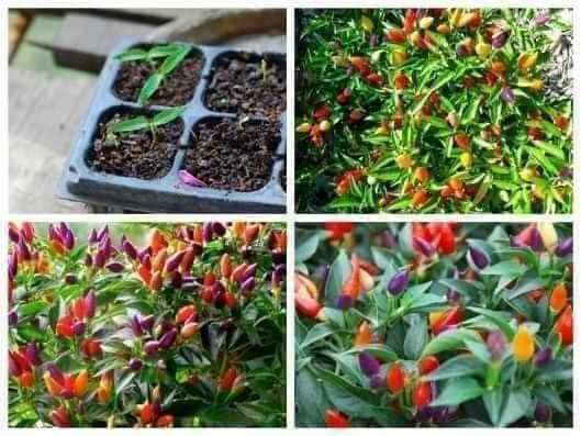 Hạt giống ớt ngũ sắc