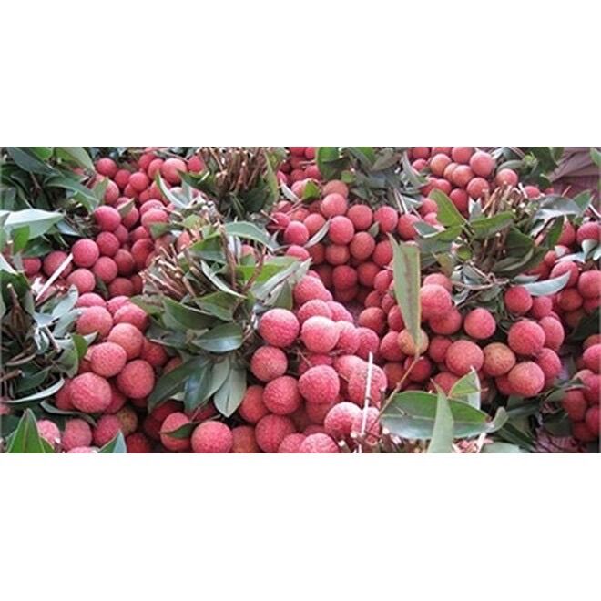 Cây giống vải không hạt(1 bầu 20cm)