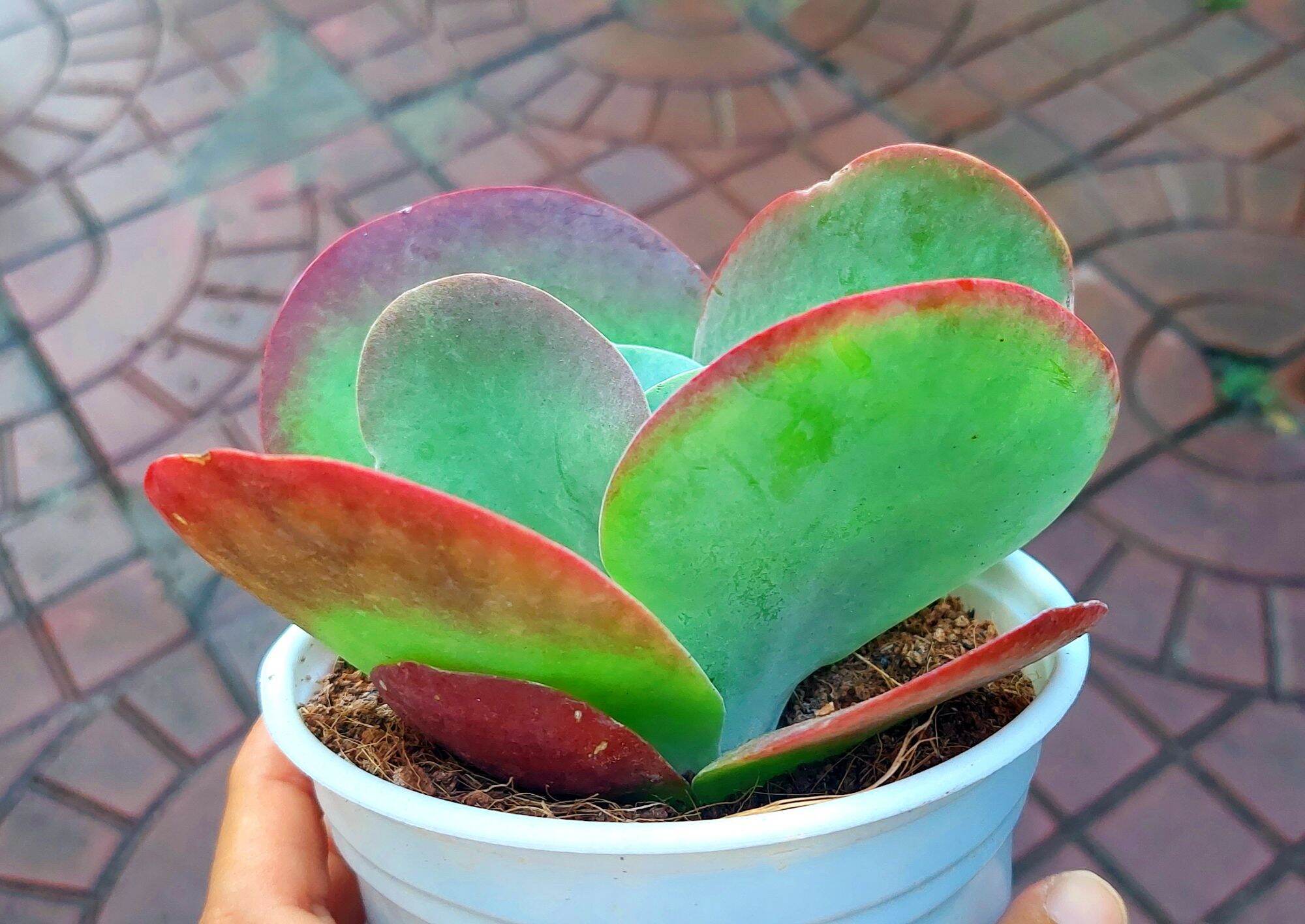 Sen đá cánh bướm size trung > 12cm