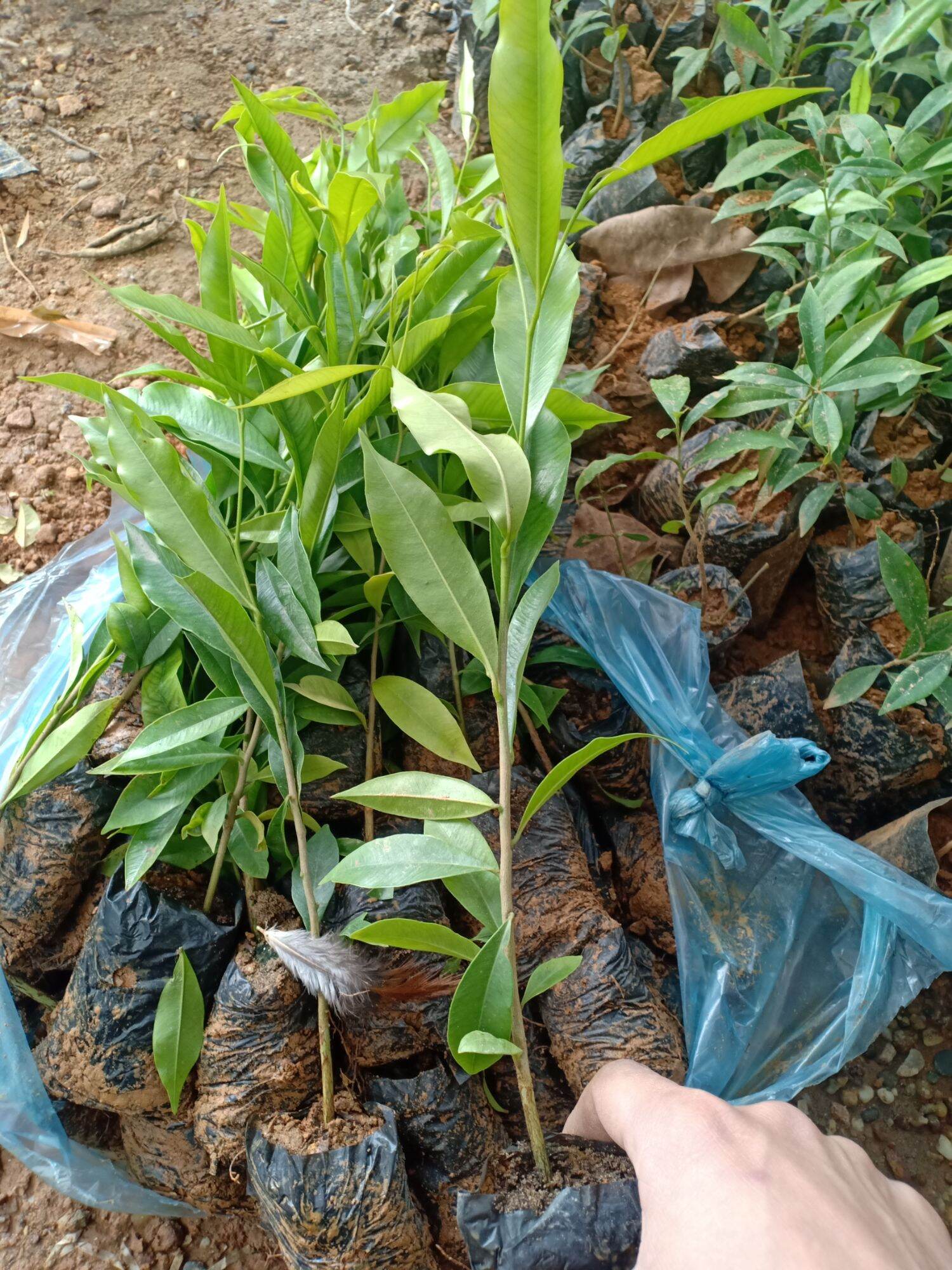 Combo 10 cây gió bầu mua 10 tặng 1