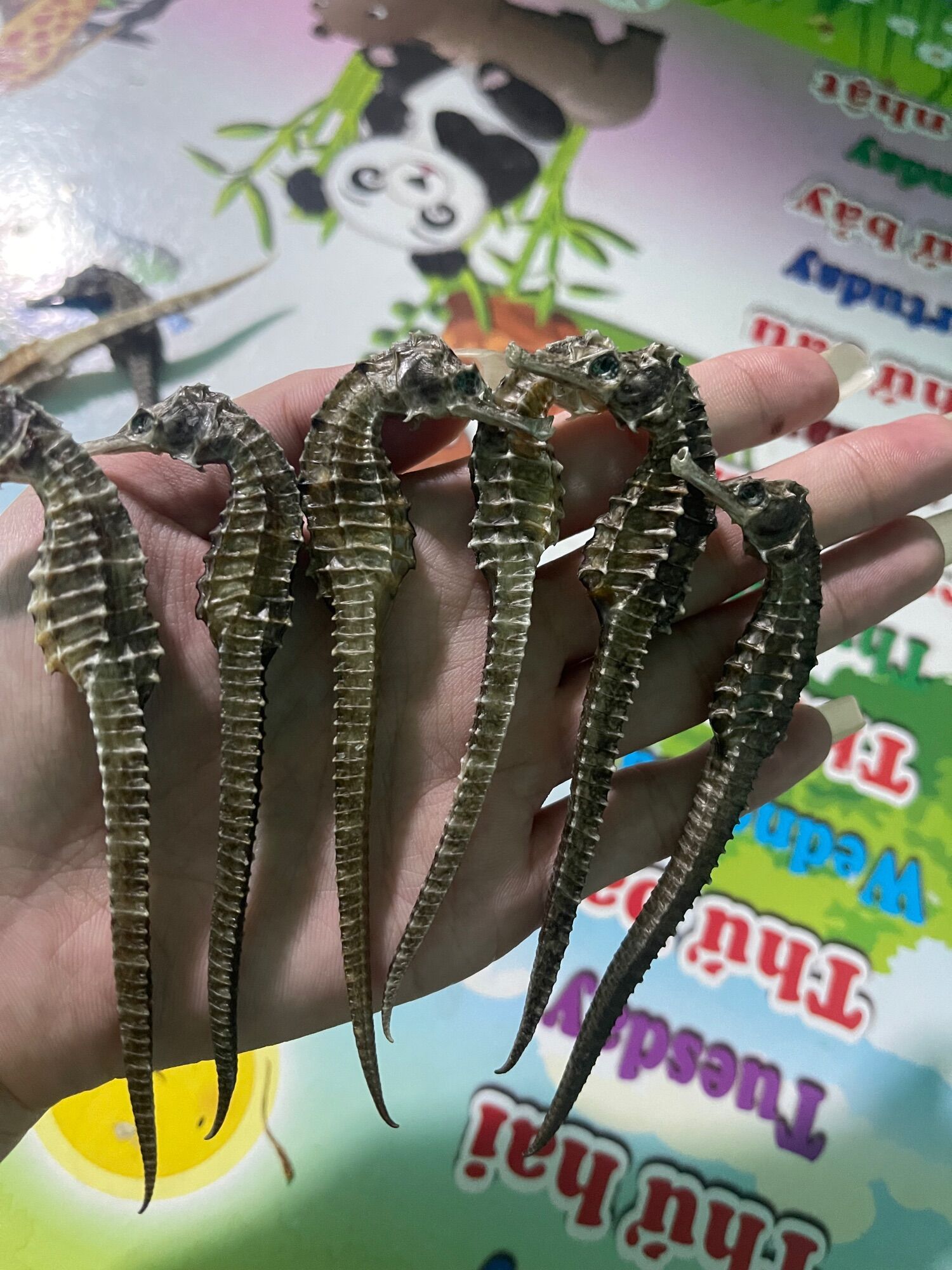 Cá Ngưa 9-10cm ,20 con như hình