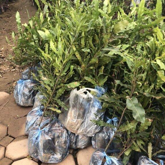 CÂY GIỐNG MACCA GHÉP SIÊU SỚM