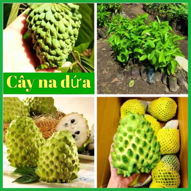 Cây giống na dứa đài Loan