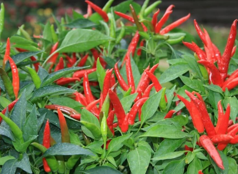 Cây giống ớt chỉ thiên cây con làm giống 1 cây