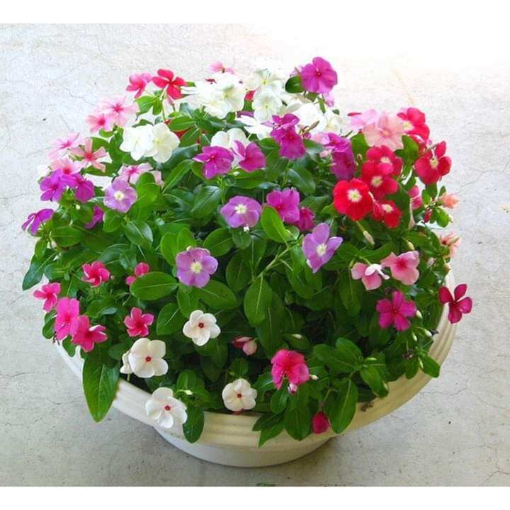 Hạt giống hoa dừa cạn