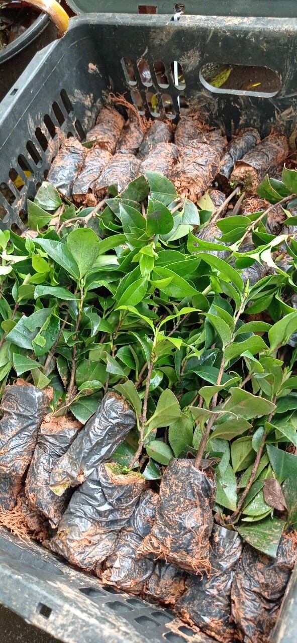 trà bạch cổ/trà my bạch cổ cây giống