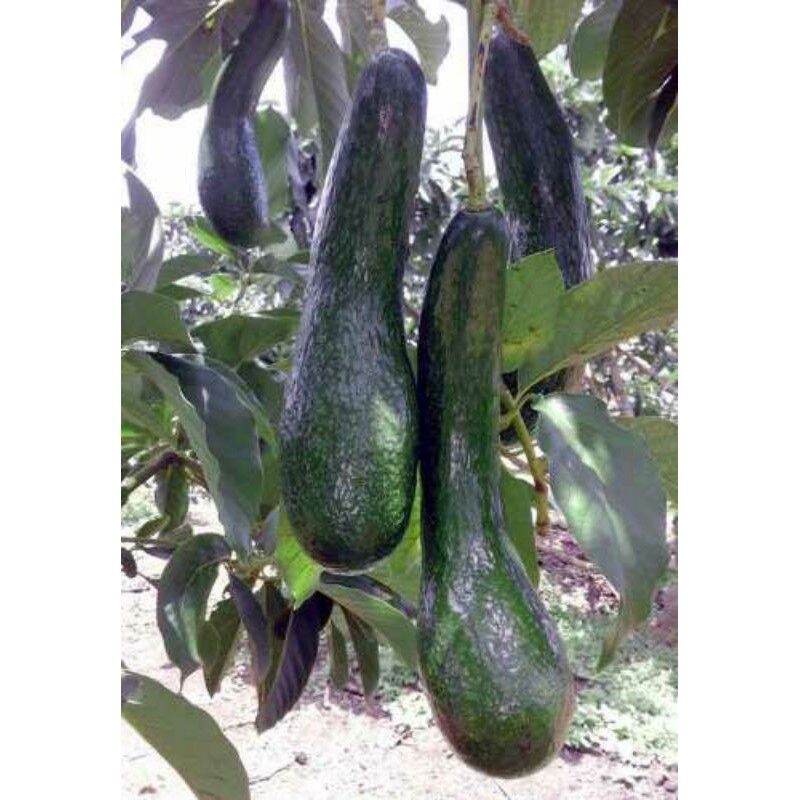Cây giống bơ 034 siêu sớm