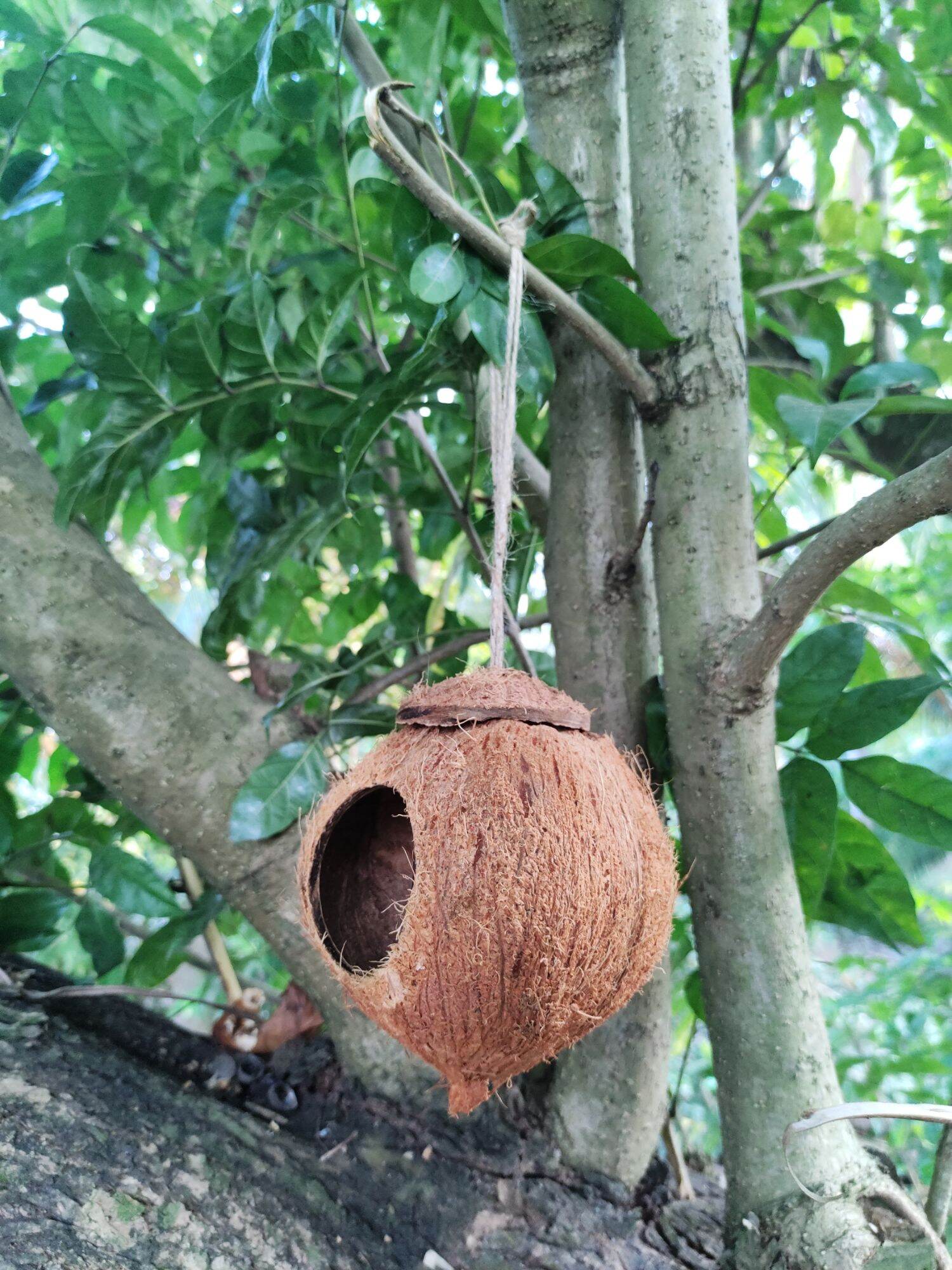 Tổ chim, sóc, thú cưng bằng gáo dừa