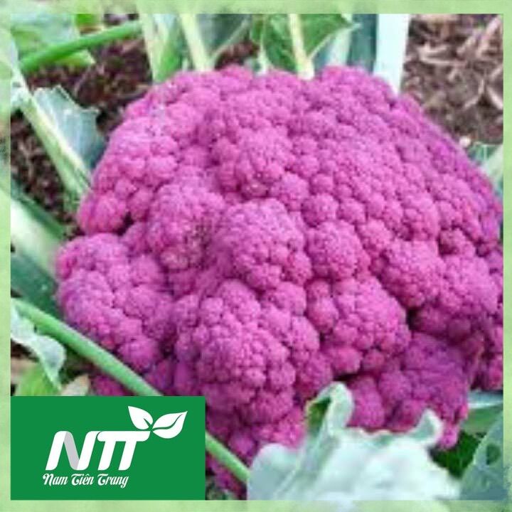 Hạt giống Súp Lơ tím