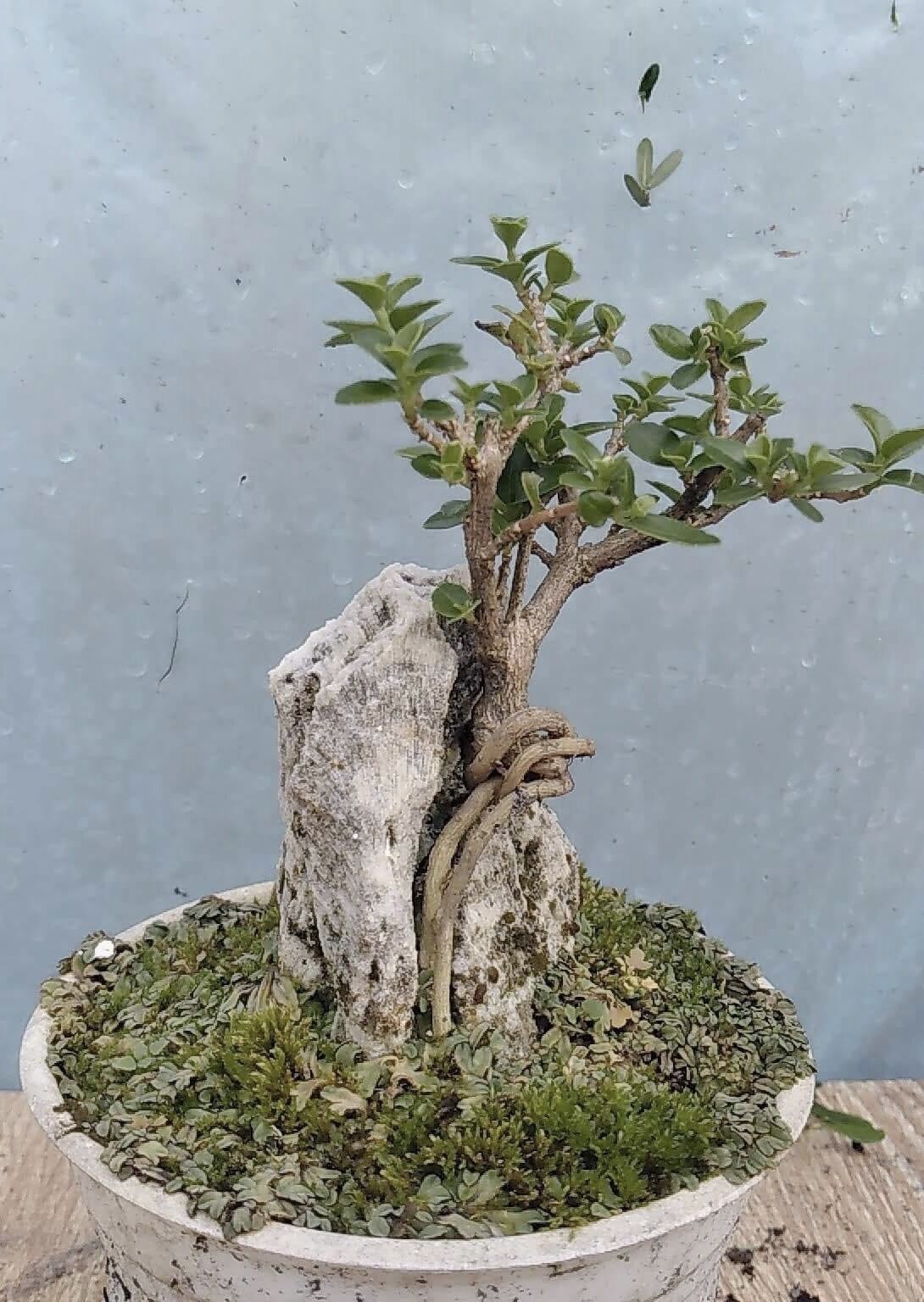 Sam hương ôm đá bonsai mini