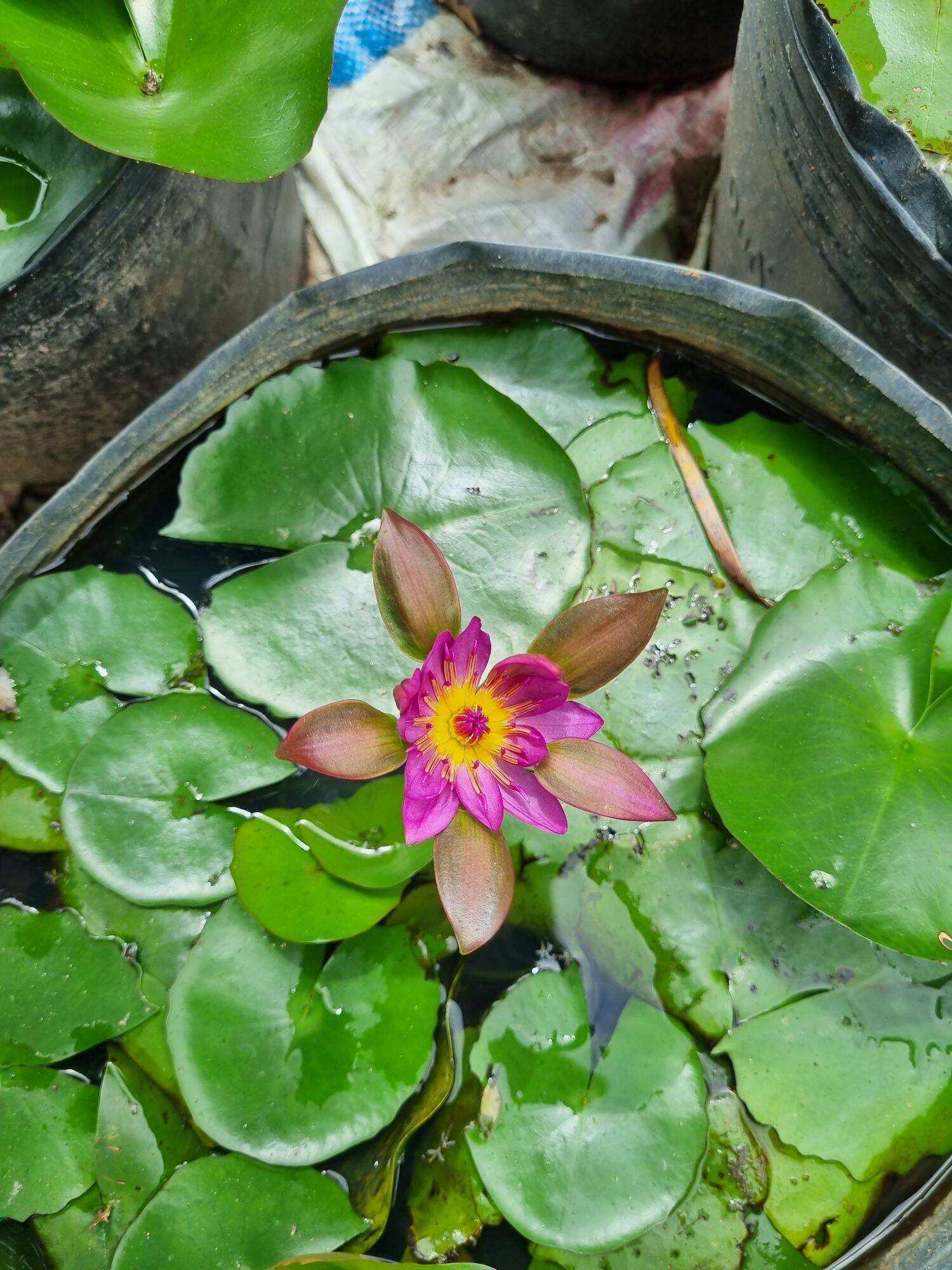Hoa súng đài hồng