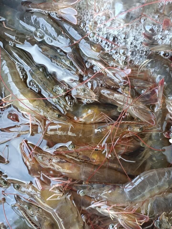 [HCM]T&ocircm tươi