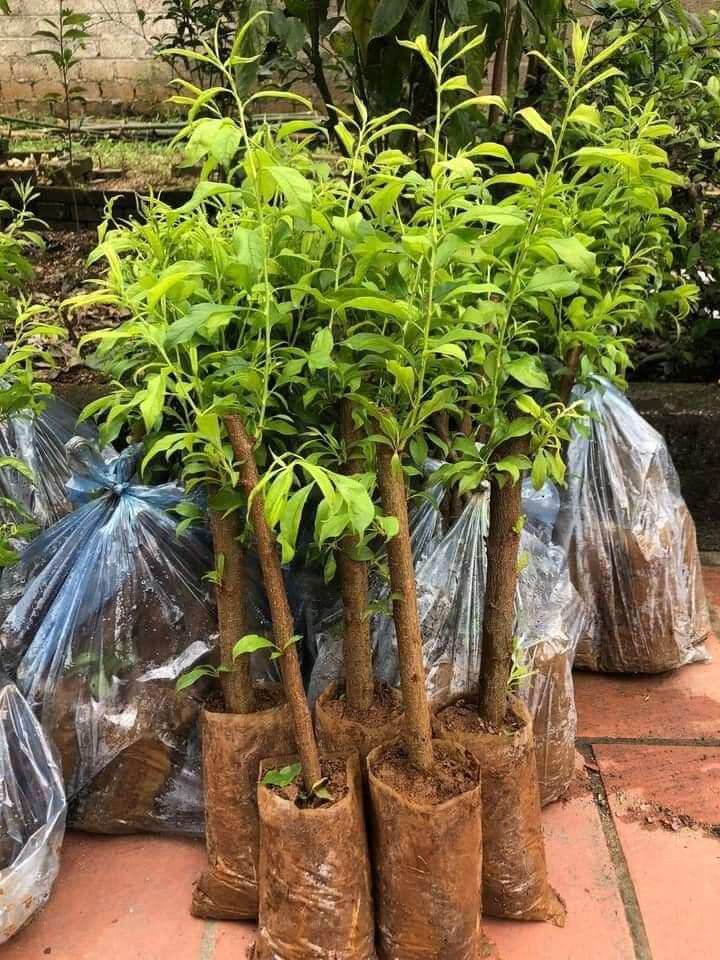 Combo 2 cây mận hậu, mận tam hoa