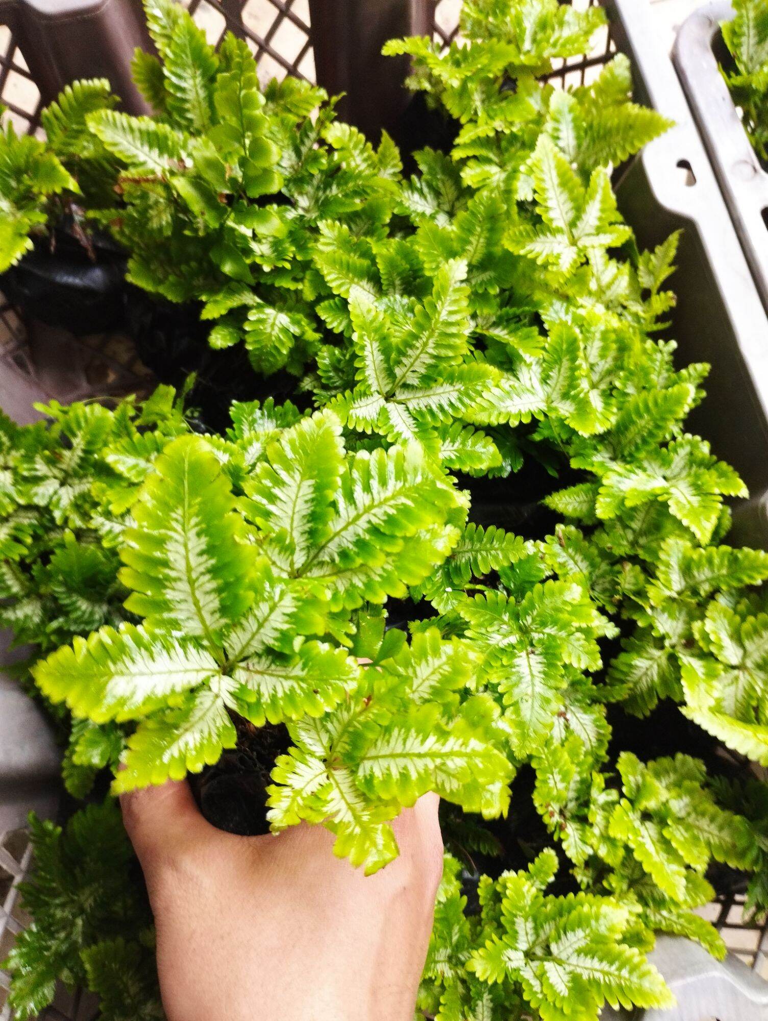 Dương sỉ mini cẩm thạch