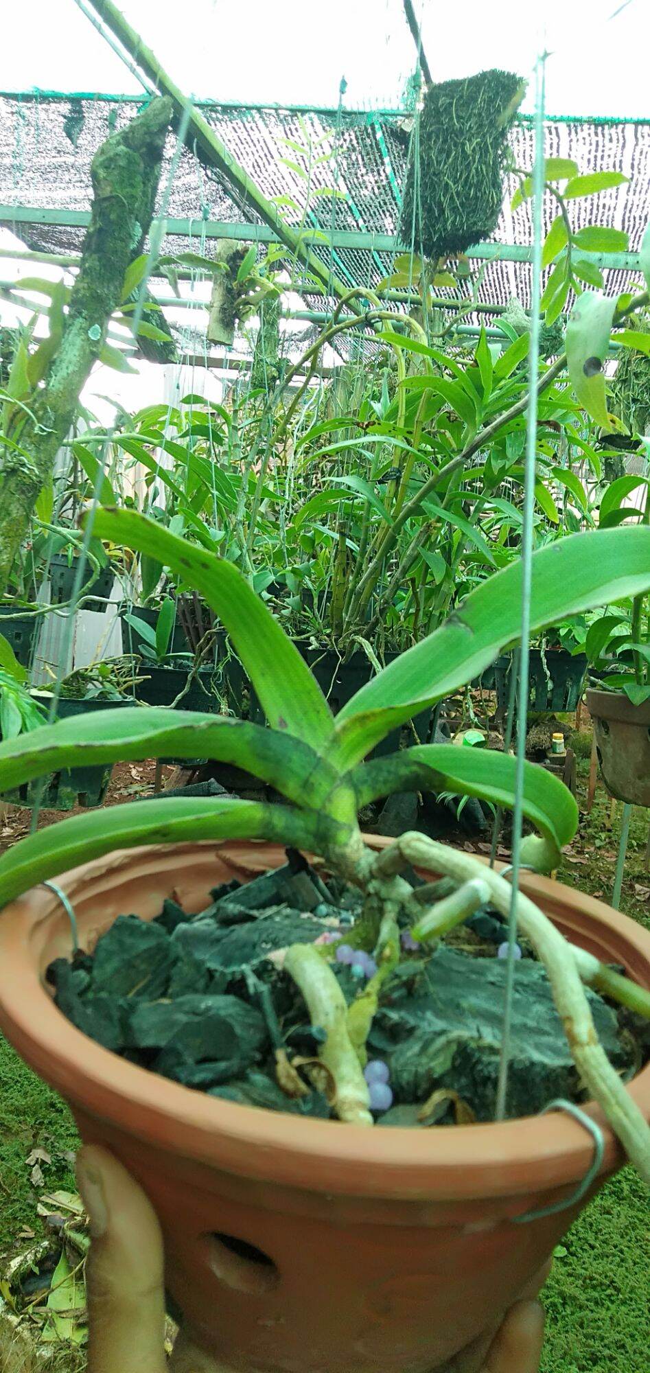 Trâu rừng chuẩn buôn đôn