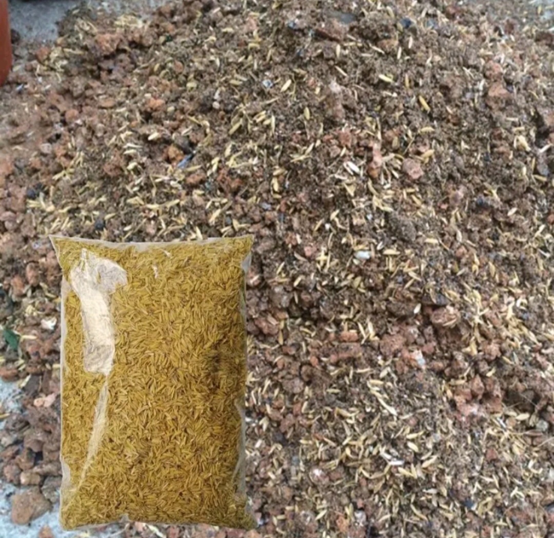 5 Ký Trấu tươi ( trấu sống ) làm xốp đất