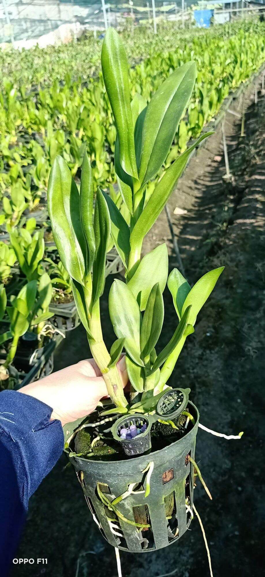Lan denro nắng rồng xanh cây tơ đẹp
