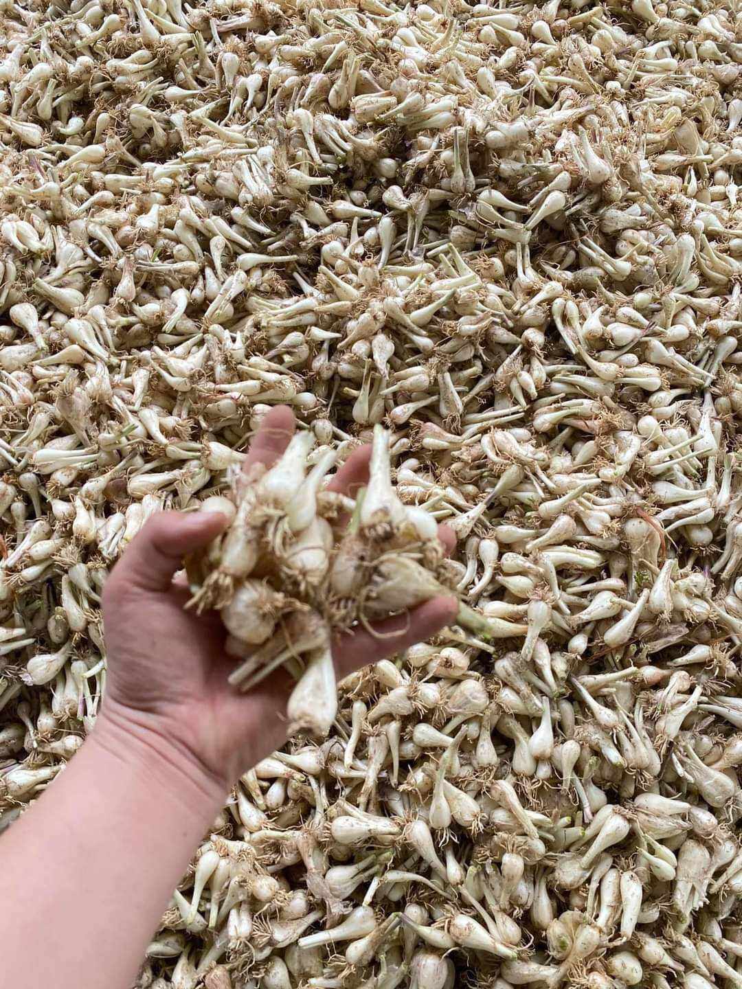 1kg củ kiệu tươi