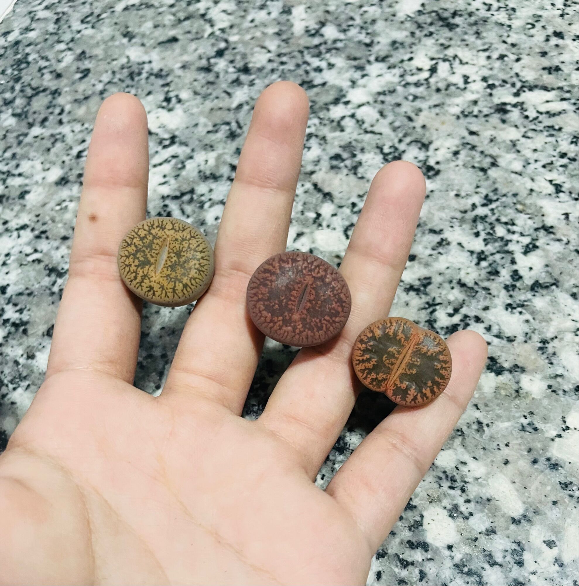 Sen mông, lithops, thạch lan mix đủ màu size 2cm