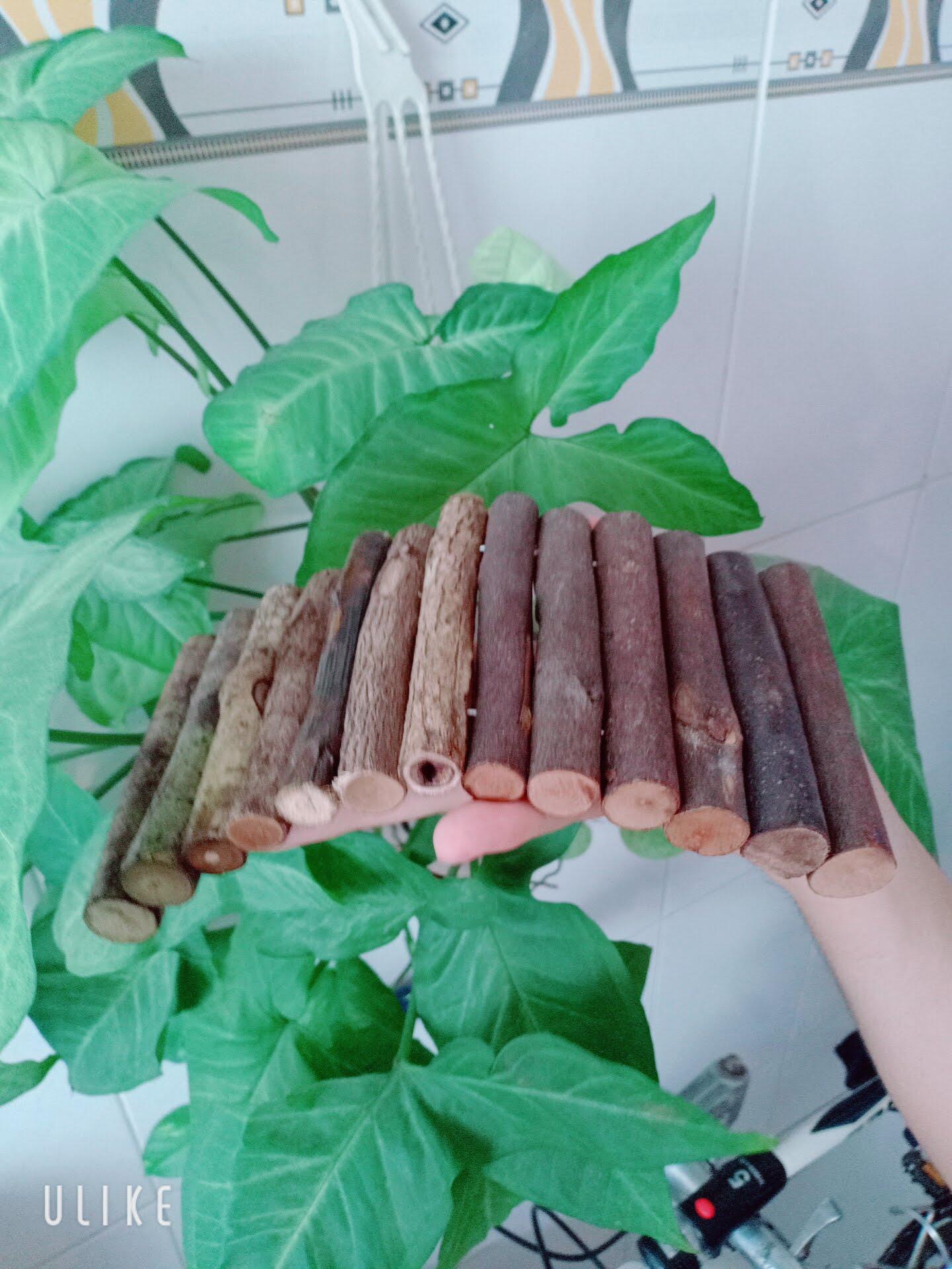 Thang uốn gỗ thông 10x20cm cho Hamster