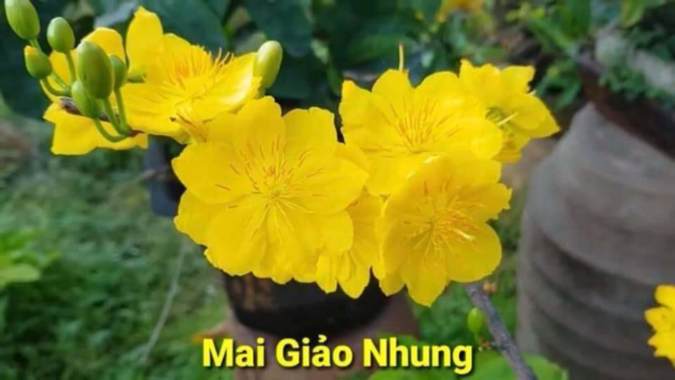 Cây mai GIẢO NHUNG (hoa to, giảo giống mới, hoa chất lượng) gốc đẹp làm bonsai