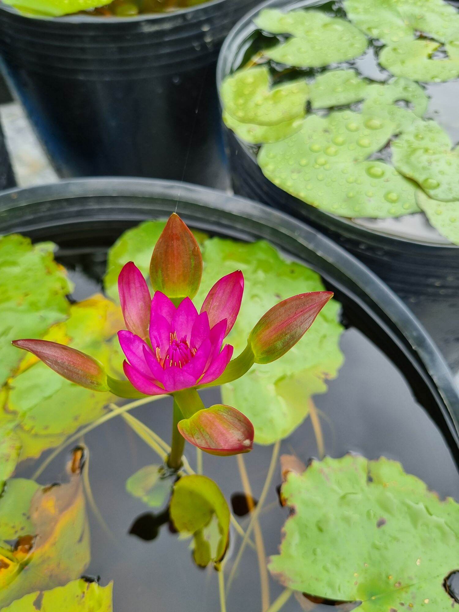 Cây giống hoa súng đài hồng