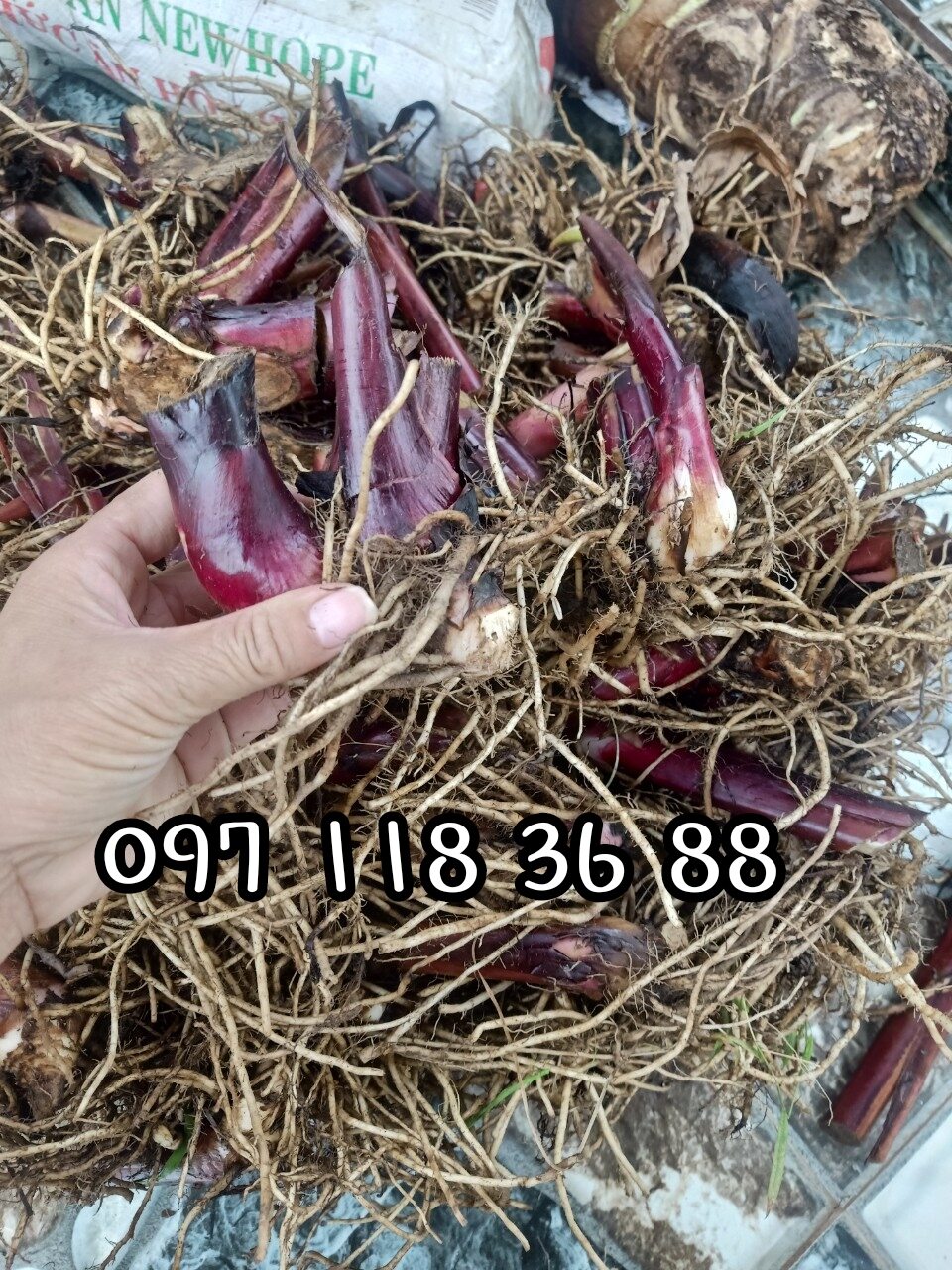 1kg củ giống dong riềng đỏ