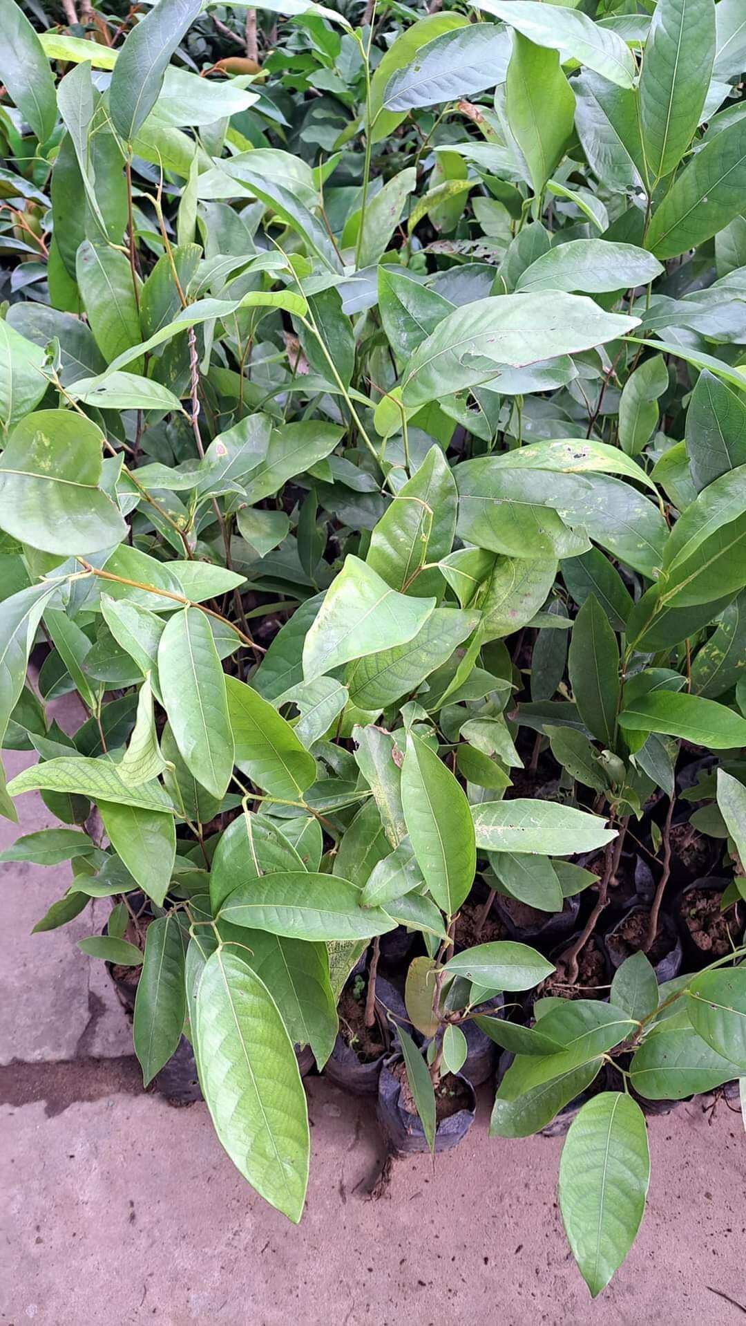 CÂY GIỐNG gùi rừng