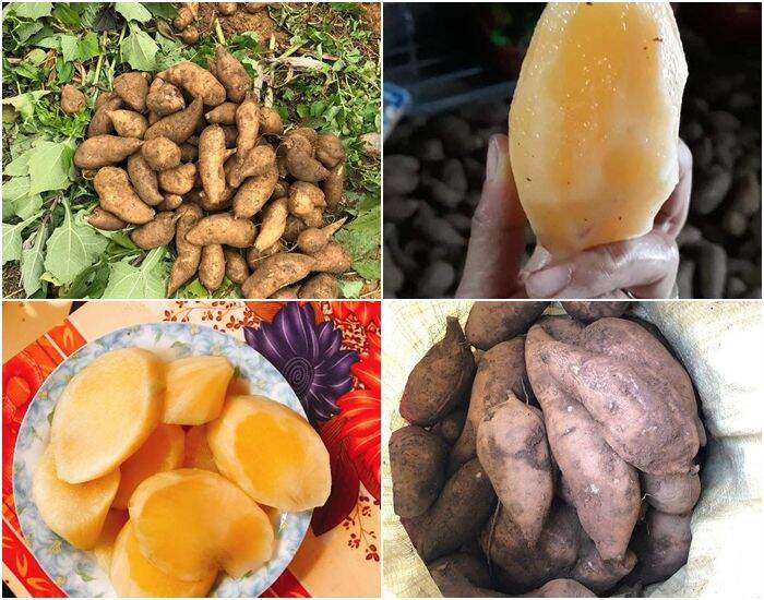 Sâm Đất - Hoàng Sin Cô Vùng Cao Tây Bắc ( Giá 2 kg )