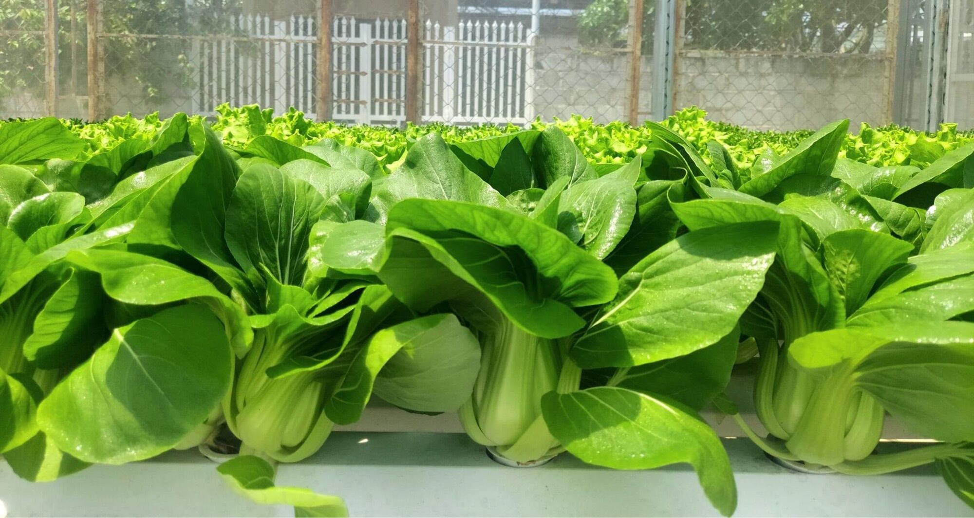Phân bón trồng rau thuỷ canh NOVA ISA 20