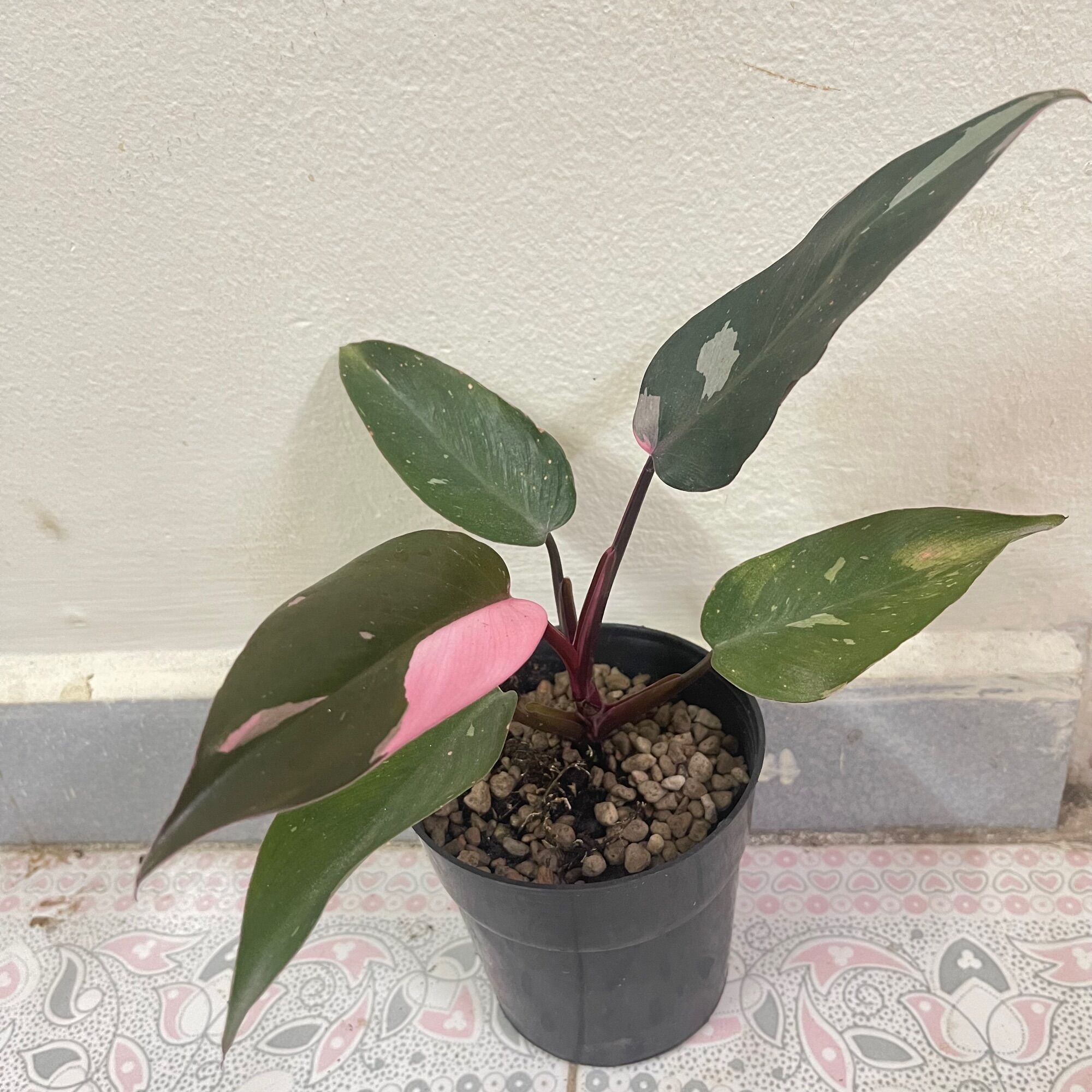 Cây philodendron Pink Princess công chúa hồng