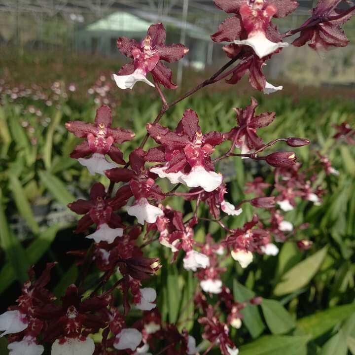 Hoa lan vũ nữ Socola đang nụ, hoa thơm