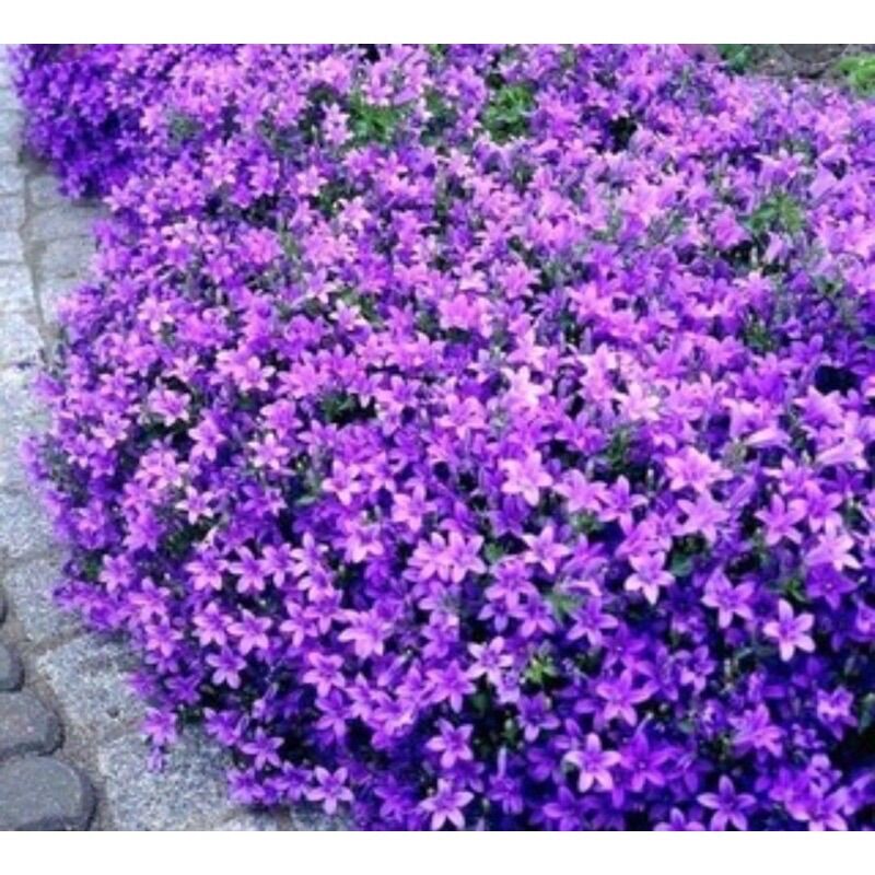 Chuẩn hoa 🌹 tết 🌸 hạt hoa leo đá đủ màu