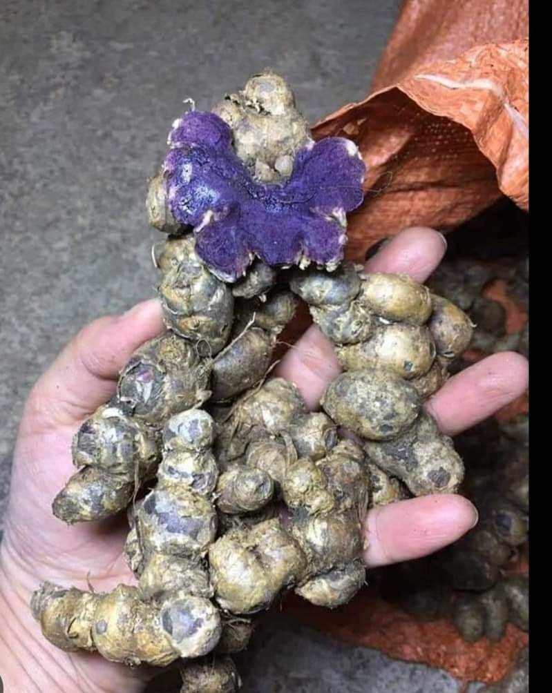 1kg GỪNG ĐEN( ĐÀO NÚI)