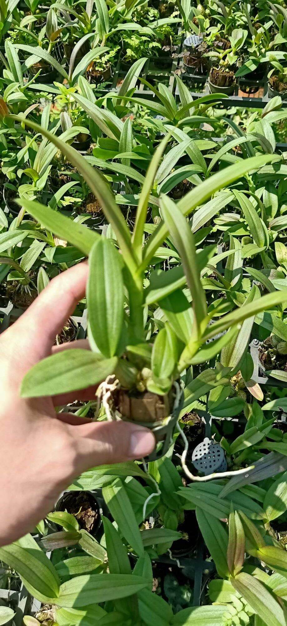 Denro mini yaya giống