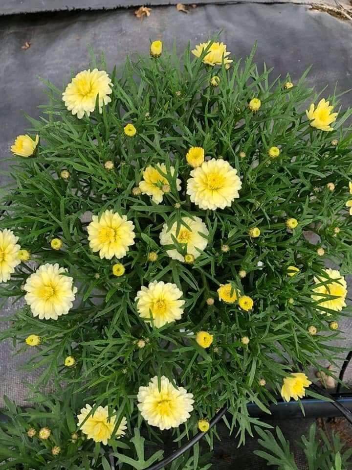 Cúc hoạ mi thân gỗ