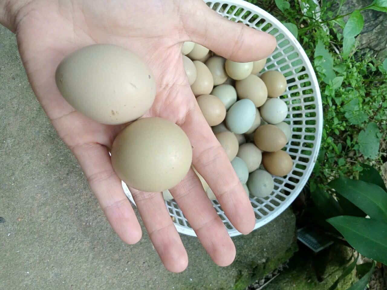 10 trứng chim trĩ về ăn