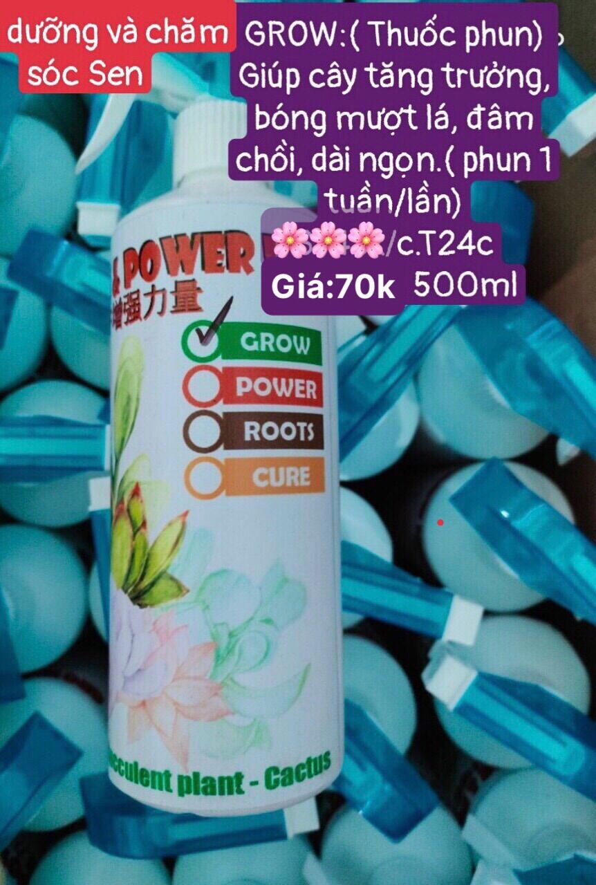 Dưỡng và chăm sóc sen đá Grow