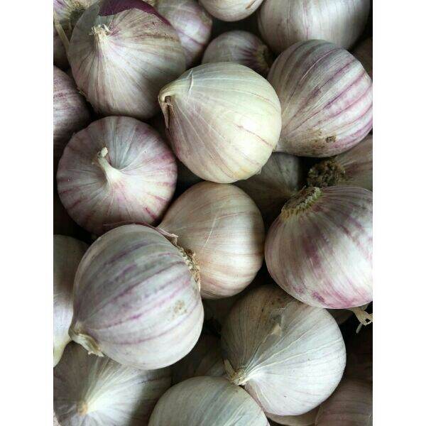 1kg tỏi cô đơn