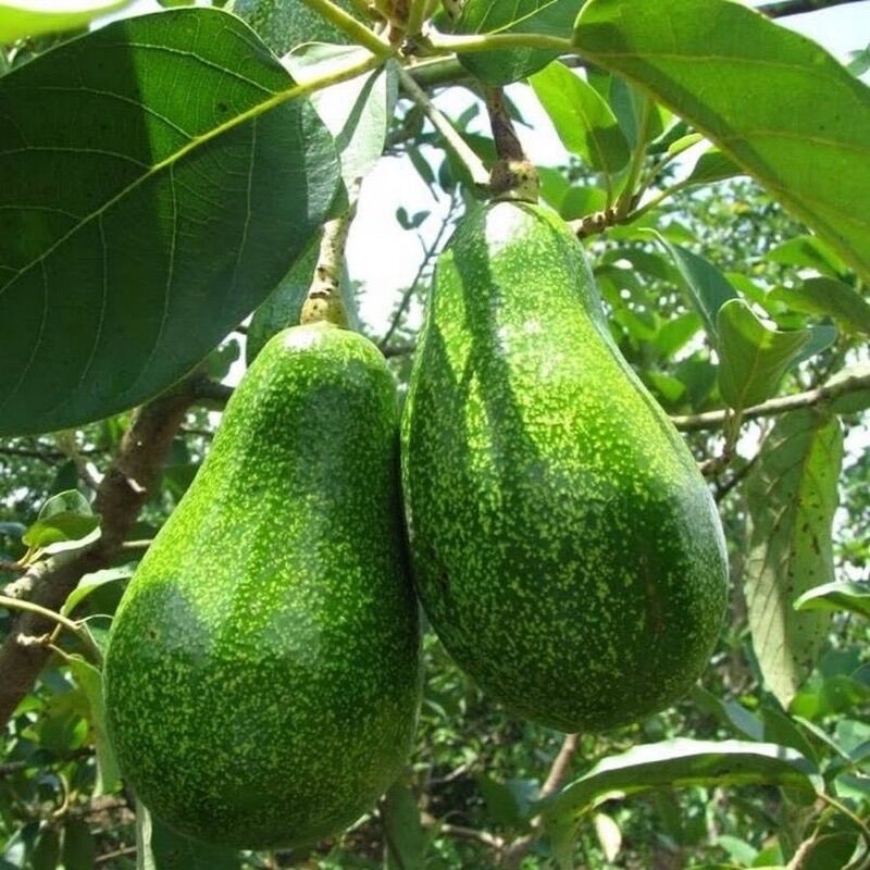 1KG bơ lâm đồng - bơ 034 - bơ núi - bơ sáp - bơ pin / bơ bin -