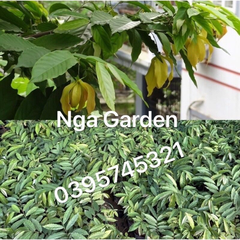 Cây giống hoa dẻ vàng cao 50-60 cm Ngagarden