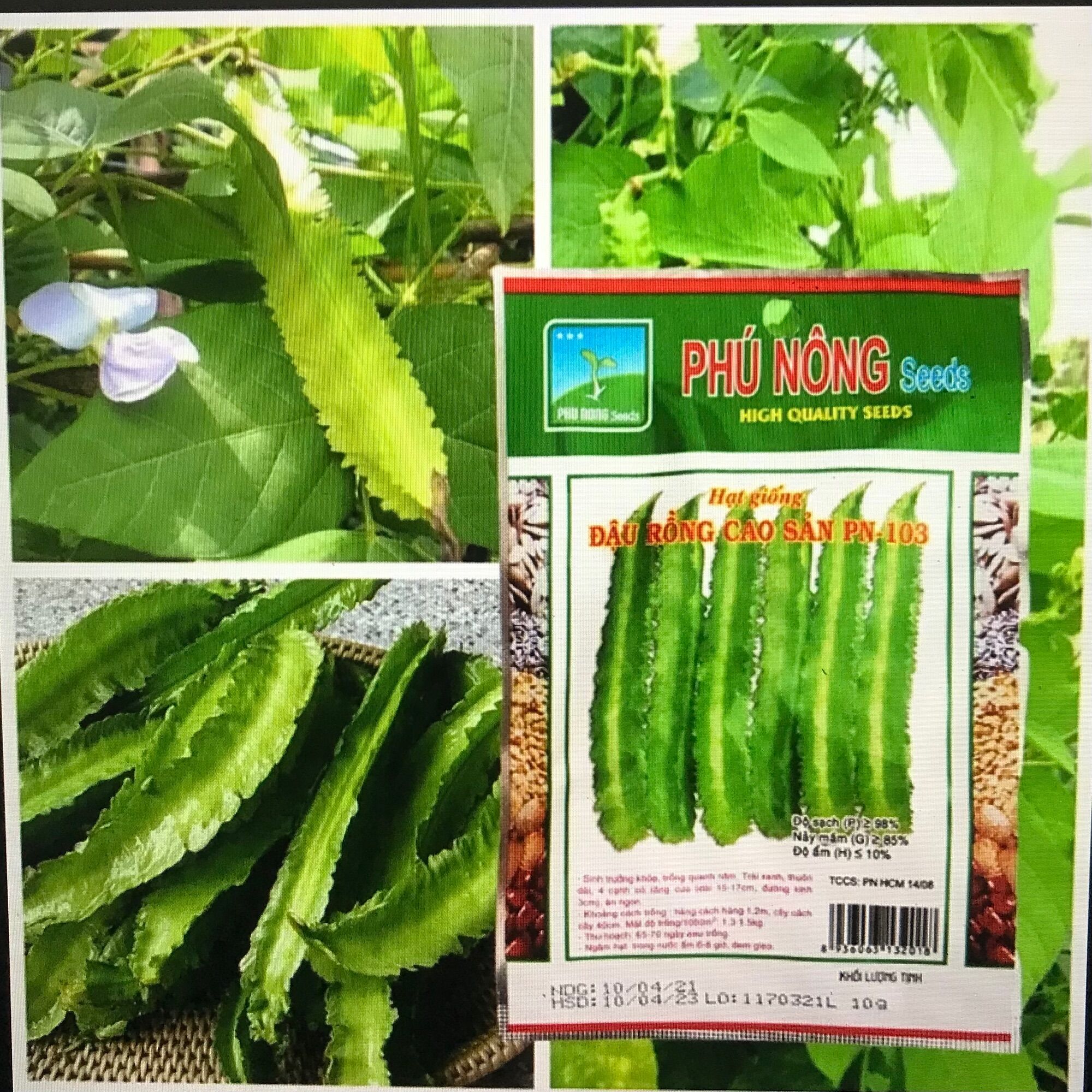 Hạt giống đậu rồng tứ quý