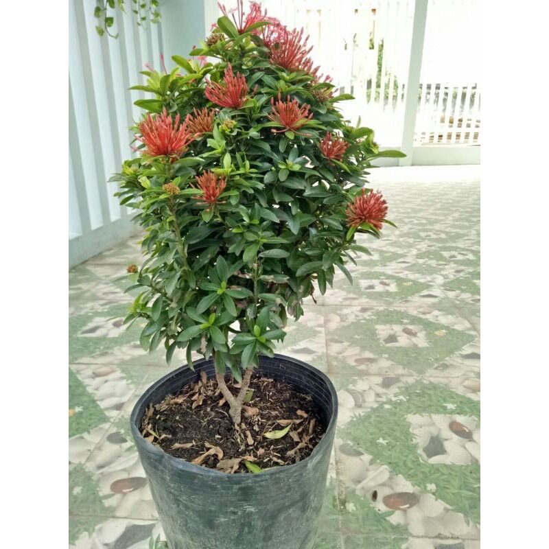 (1 chậu) cây bông trang tím sen Thái (hoa mẫu đơn) - lá nhỏ