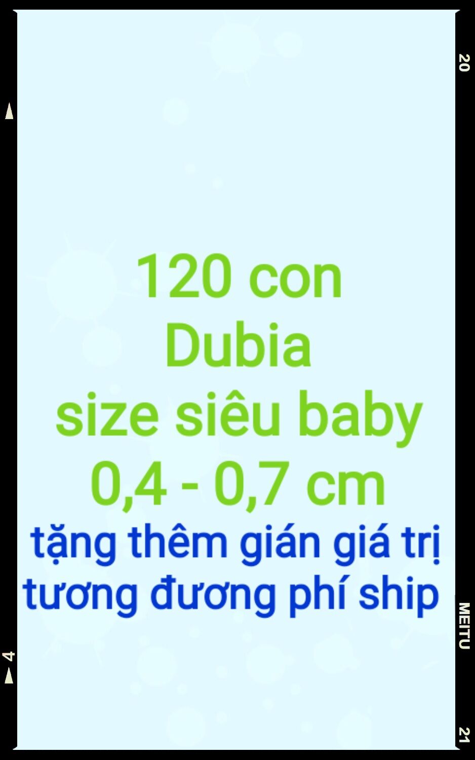 Hộp 120 con gián dubia size siêu baby 0,4 - 0,7cm.