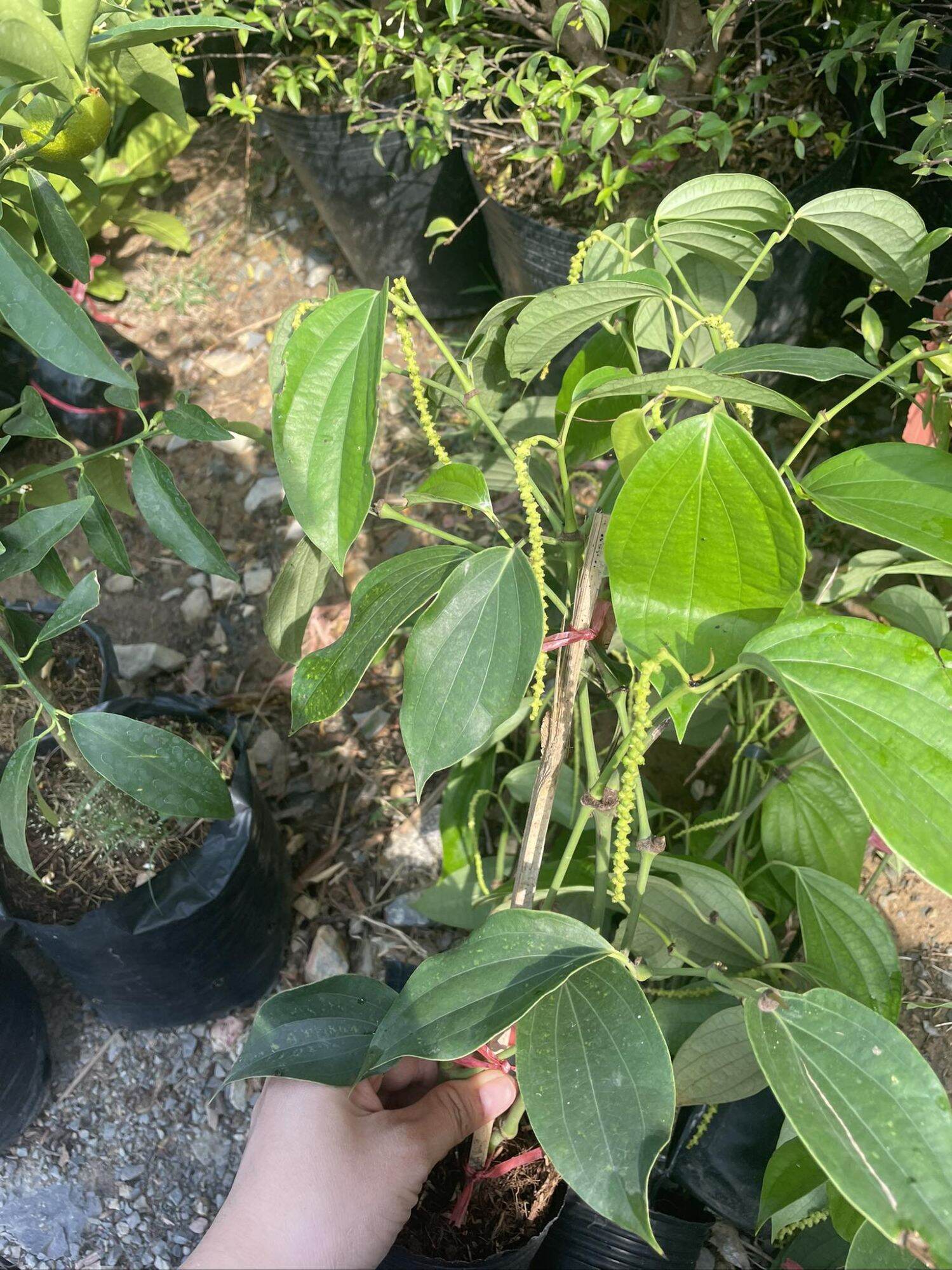 Cây tiêu xanh nhiều nhánh mau trái