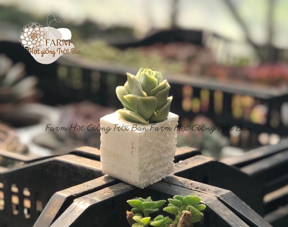 Sen đá hoa hồng hà lan size mini 🔥 xuất vườn đà lạt 🔥 đã thuần khi hậu 🔥