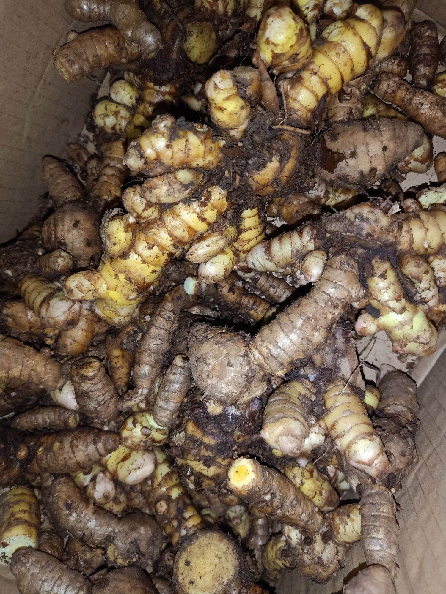 1Kg Nghệ Xanh Đào Rừng chắc lọi
