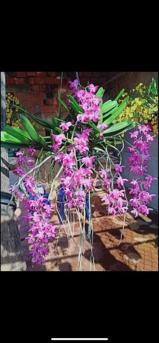 3 cây lan rừng quế tim, hoa thơm dễ trồng