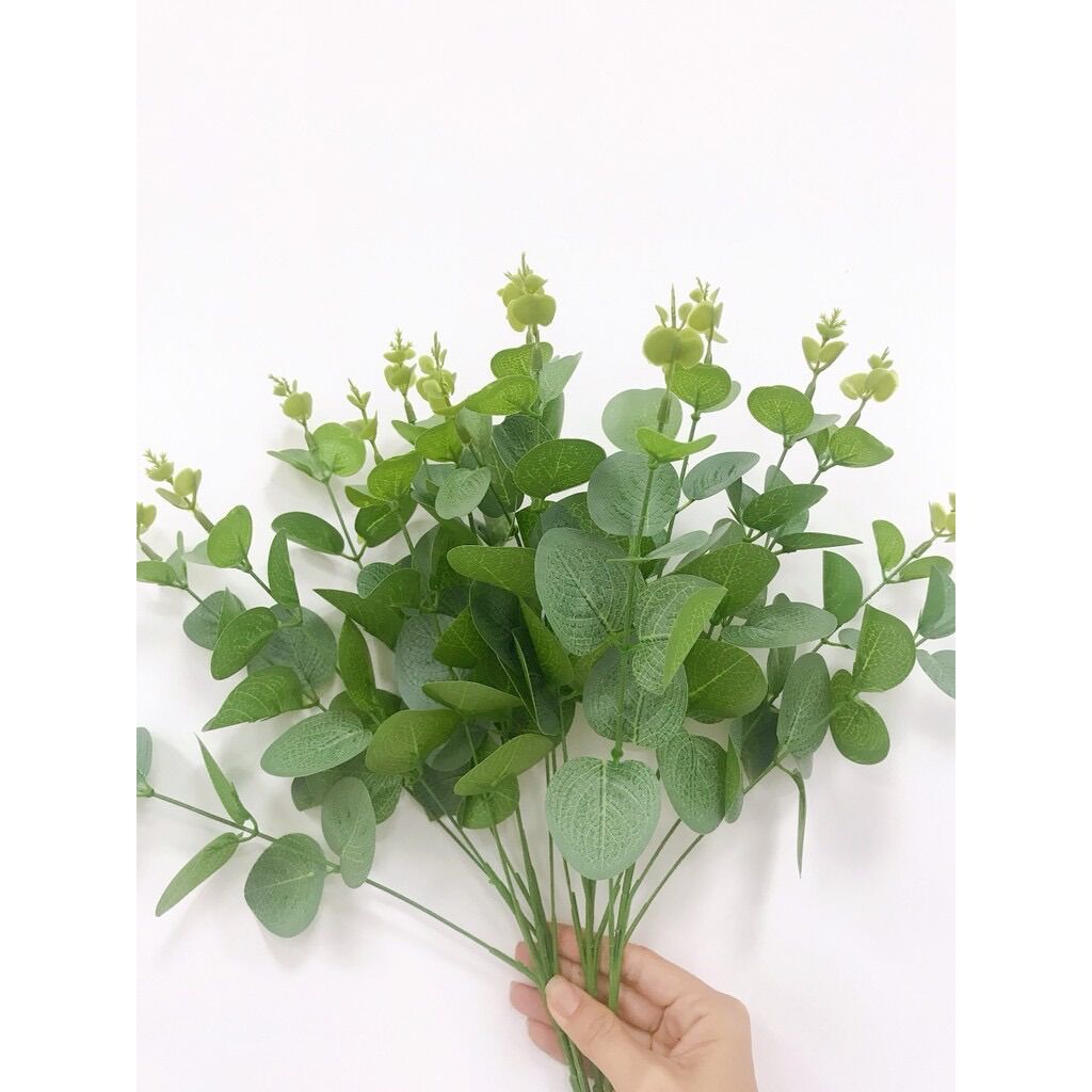 Lá táo, cụm 16 nhánh